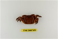 藏品(硬毛假方蟹)的圖片